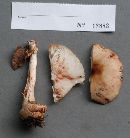 Amanita rubescens image